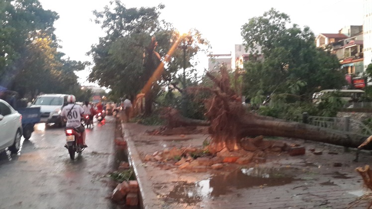 Fallen trees - Hanoi Storm - Life in Hanoi, Vietnam